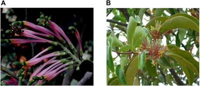 Dendrophthoe falcata (L.f.) Ettingsh. and Dendrophthoe pentandra (L.) Miq.: A review of traditional medical uses, phytochemistry, pharmacology, toxicity, and applications